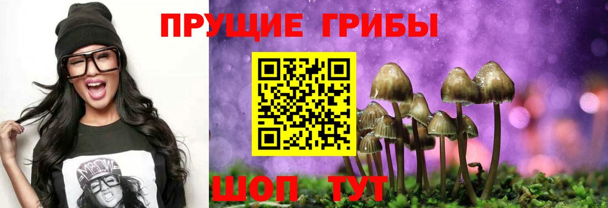 Лесосибирск  Псилоцибиновые грибы Psilocybine cubensis  Вход с VPN 